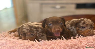 Miniature Dachshund dogs - Advert 3