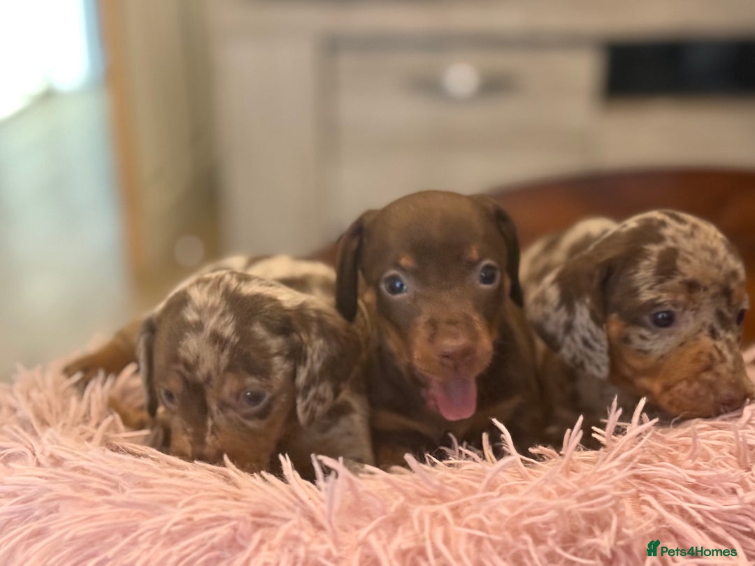 Miniature Dachshund dogs for sale: Adorable miniature dachshund  - Image 2