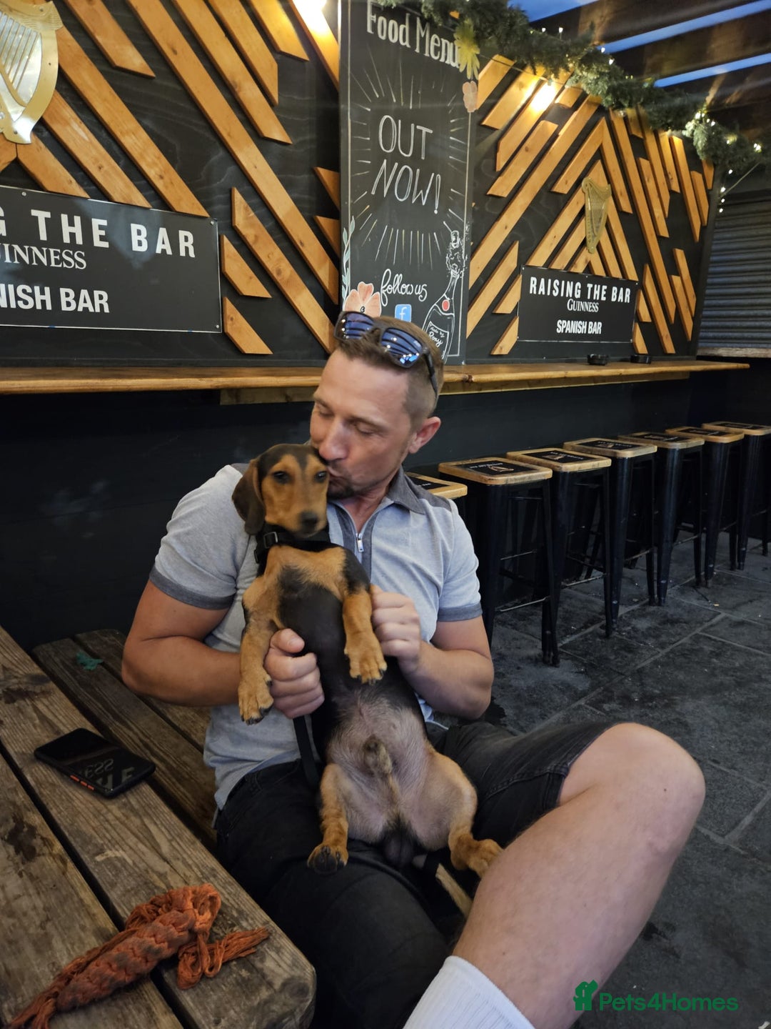 Miniature Dachshund dogs for stud: Miniature Dachshund  - Advert 9