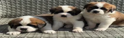 Saint Bernard dogs for sale: Stunning Chunky KC reg ST Bernard puppies for sale - Advert 9