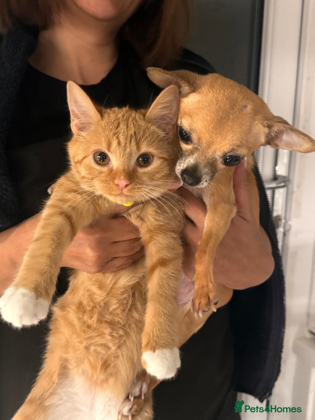 Mixed Breed cats for sale: Ginger cat/ 7 months old  - Image 3