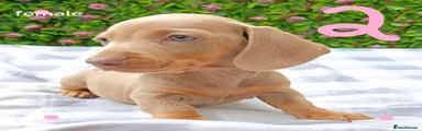 Miniature Dachshund 4