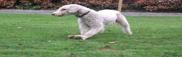 Bedlington Terrier dogs for stud: Liver Bedlington, KC reg, CT clear Stud dog - Advert 3