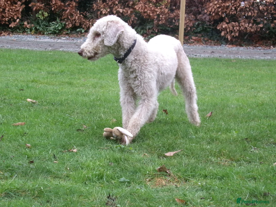 Bedlington Terrier dogs for stud: Liver Bedlington, KC reg, CT clear Stud dog - Advert 3