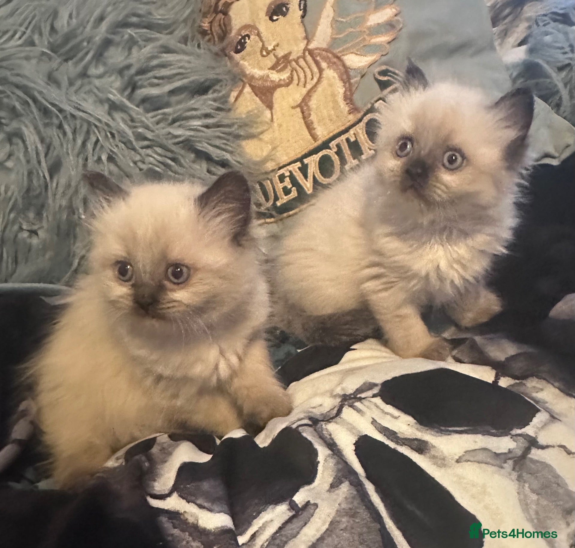 Ragdoll cats Pure Ragdoll kittens adorable and very fluffy  - Advert 2