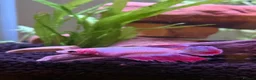 Bettas fish for sale: Betta plaket Female Two in Leicester - Advert 2