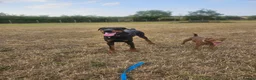Dobermann dogs for sale: Black and tan imported female - Advert 3