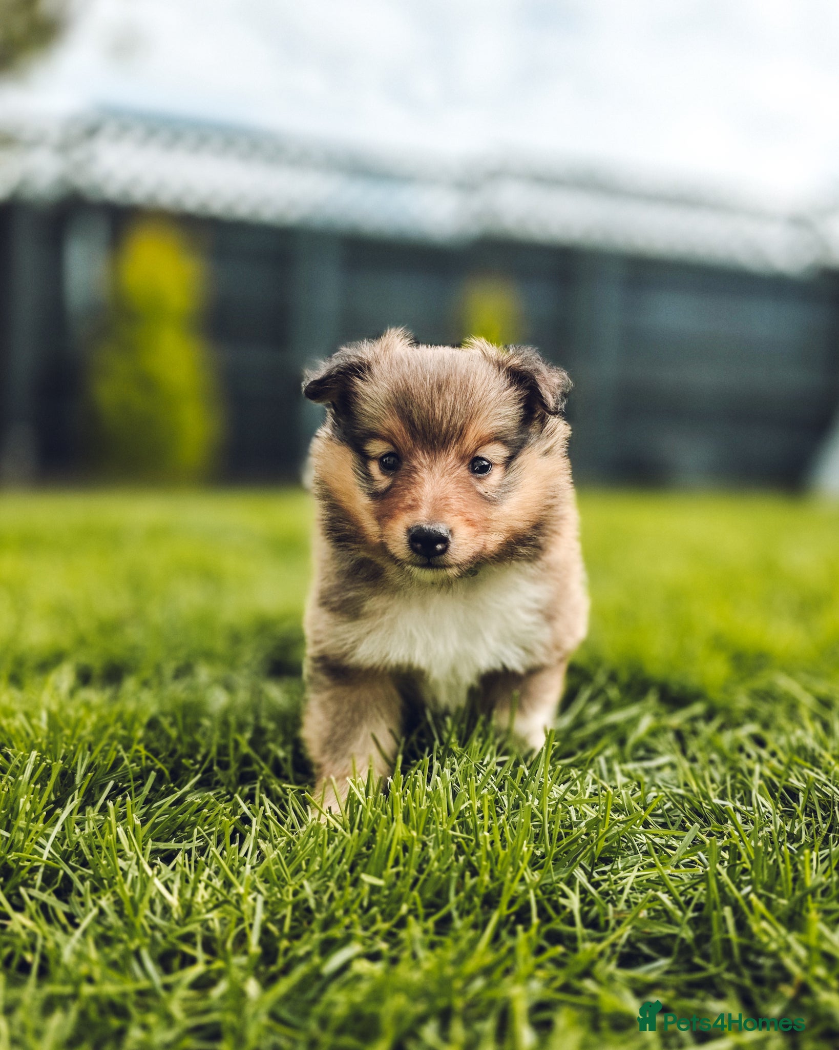 Shetland Sheepdog dogs STUNNING SHELTIE PUPPIES **KC REG** - Advert 1