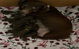 Miniature Dachshund dogs for sale: Cute Chocolate & Tan Miniature Dachshund Puppies - Image 7