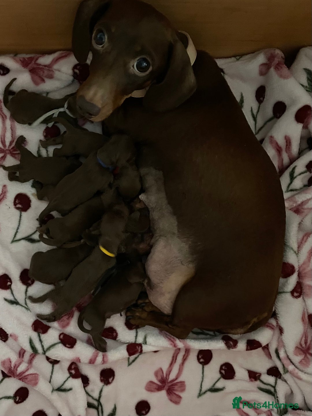 Miniature Dachshund dogs for sale: Cute Chocolate & Tan Miniature Dachshund Puppies - Image 7
