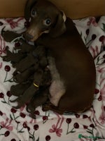 Miniature Dachshund dogs - Advert 10