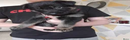 German Shepherd dogs for sale: Beautiful German shepherd puppies  - Advert 7