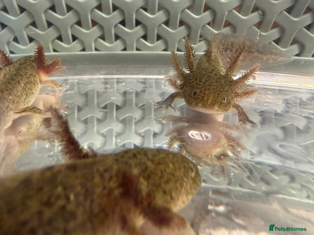 Axolotl reptiles for sale: Wildtype baby axolotl in Dundee - Advert 1
