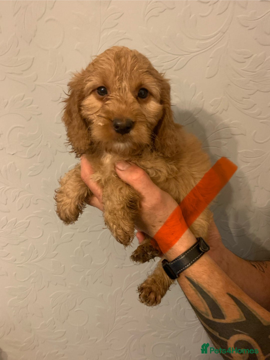 Cockapoo dogs for sale: FABULOUS LITTER OF COCKAPOO PUPPY’S - Advert 2
