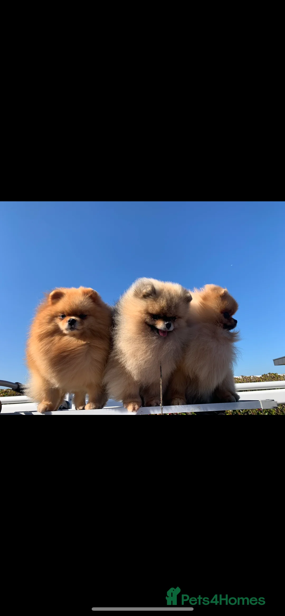 Pomeranian dogs for sale: Pomeranian puppies KC registered  - Advert 3