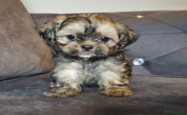 Shih Tzu dogs - Advert 1