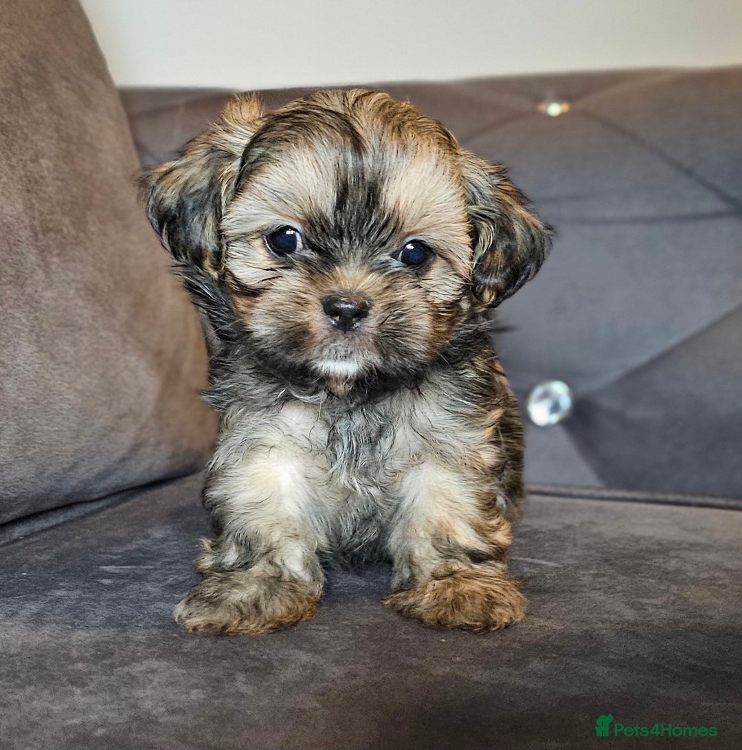 Shih Tzu dogs for sale: Beautiful Shih Tzu Puppies READY TO LEAVE SATURDAY - Image 9