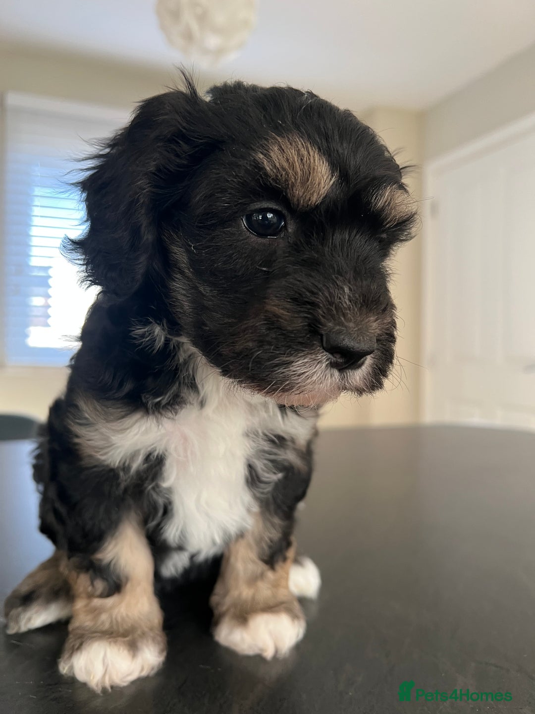 Mixed Breed dogs for sale: Only 2 left girl and boy Sheepadoodle - Advert 2