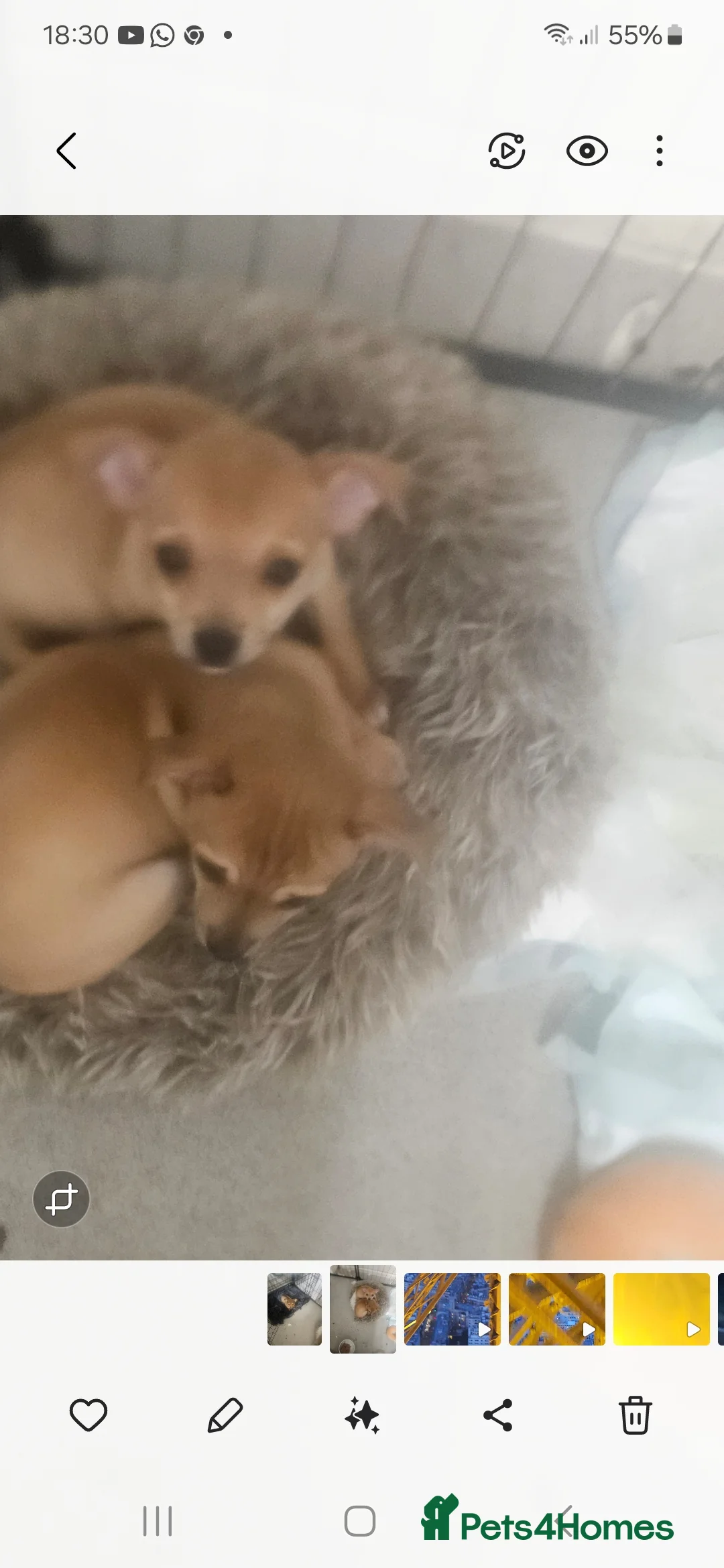 Chihuahua dogs for sale: Chihuahua puppies  - Advert 7