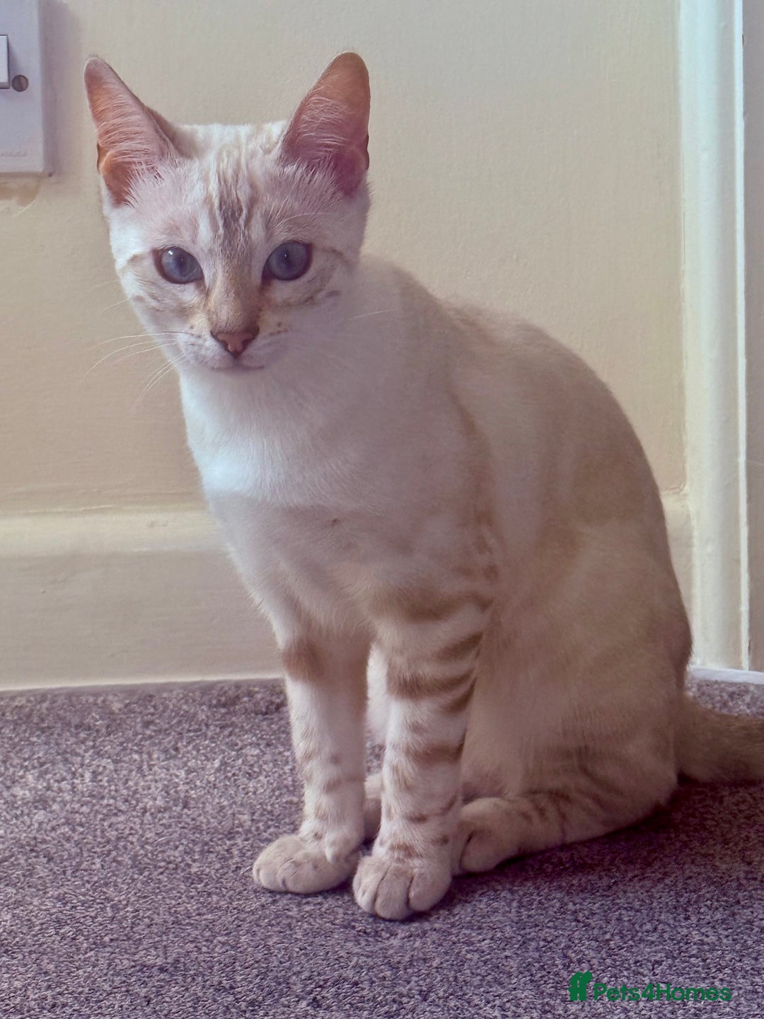 Bengal cats for sale: Snow lynx bengal female kitten  - Advert 1