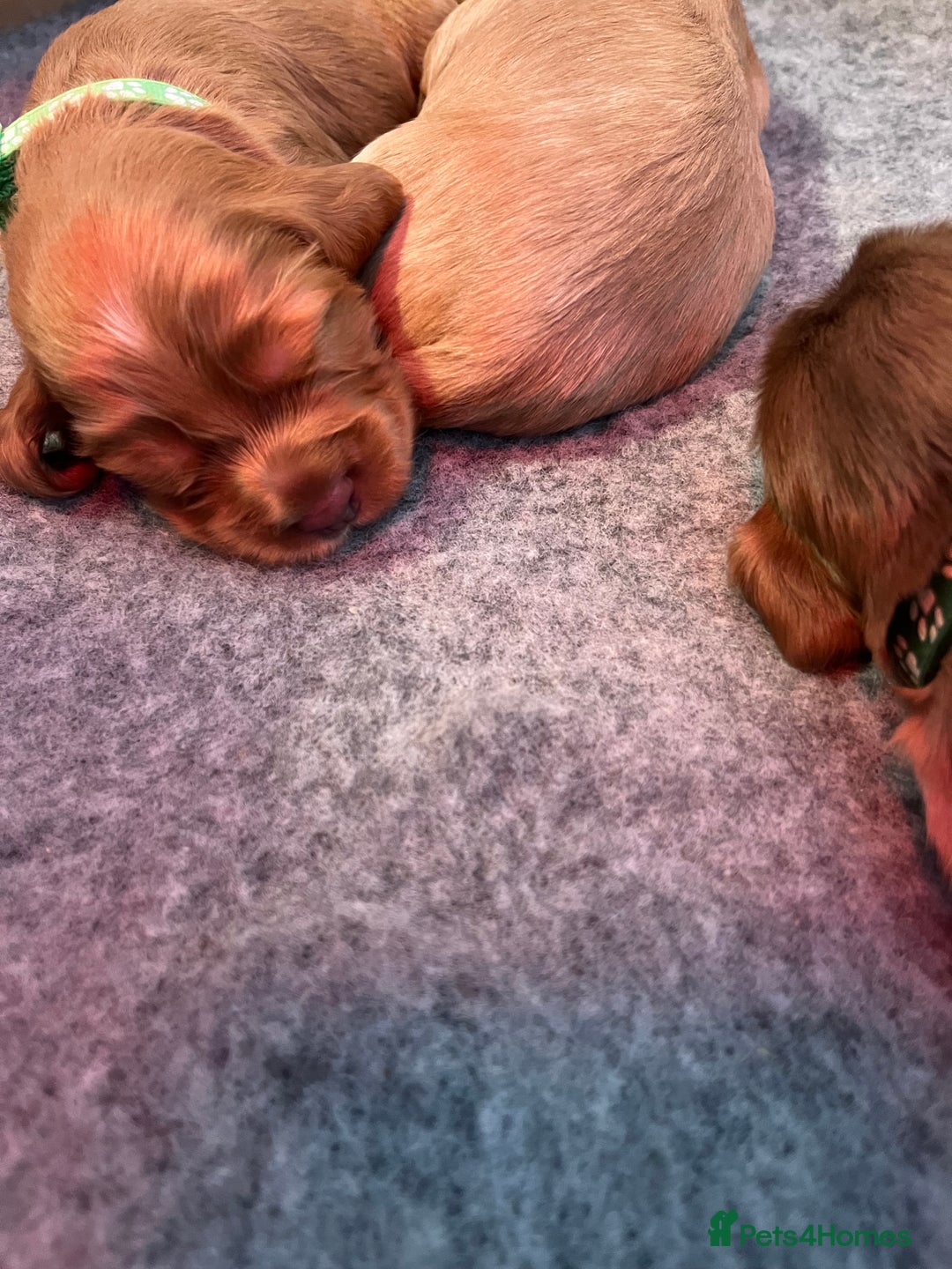 Cocker Spaniel dogs for sale: Kc show cocker spaniels - Advert 3