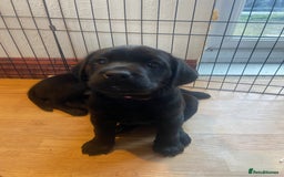 Labrador Retriever dogs for sale: 10 Beautiful black Labrador puppies - Image 25