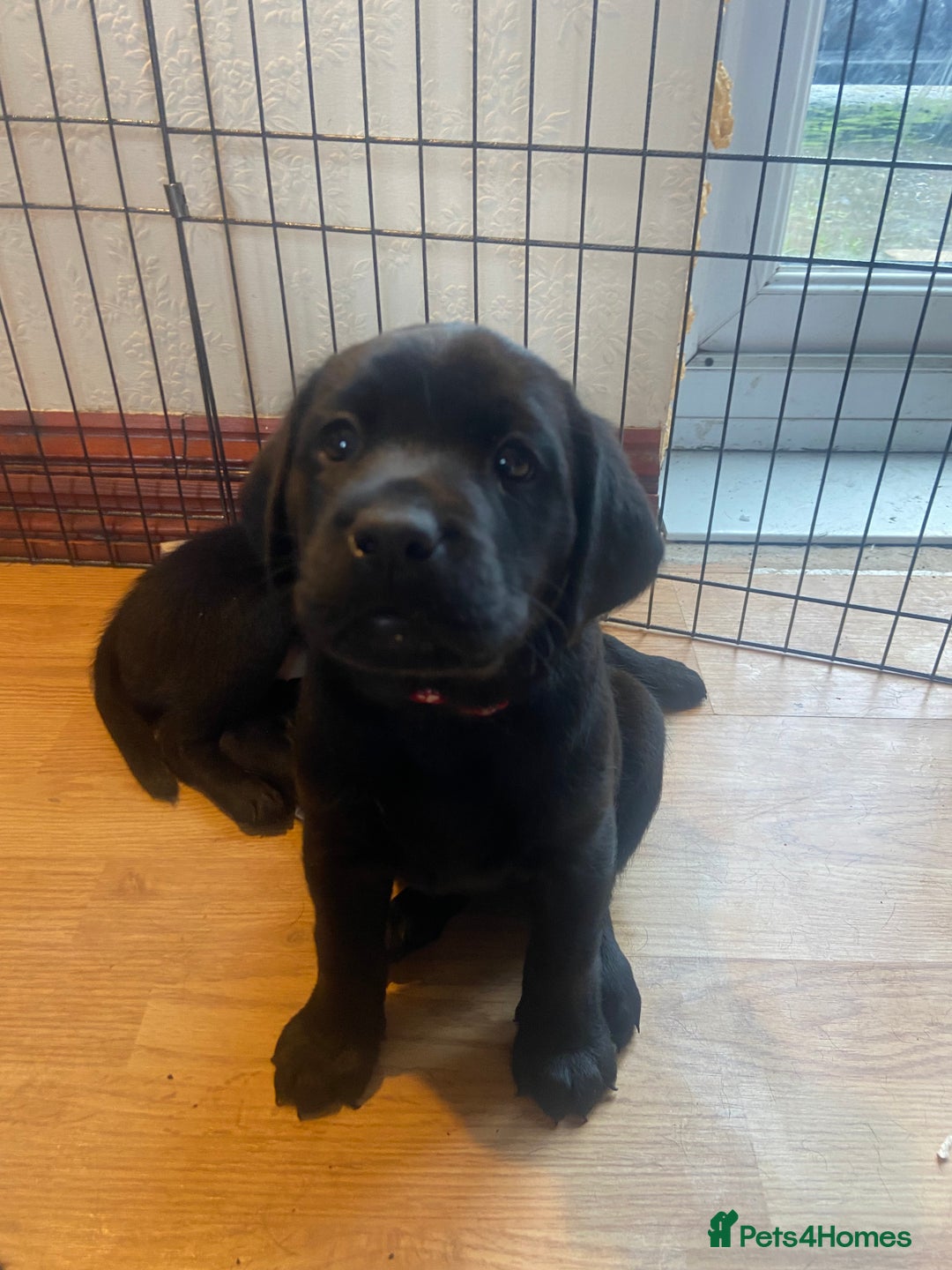 Labrador Retriever dogs for sale: 10 Beautiful black Labrador puppies - Image 25