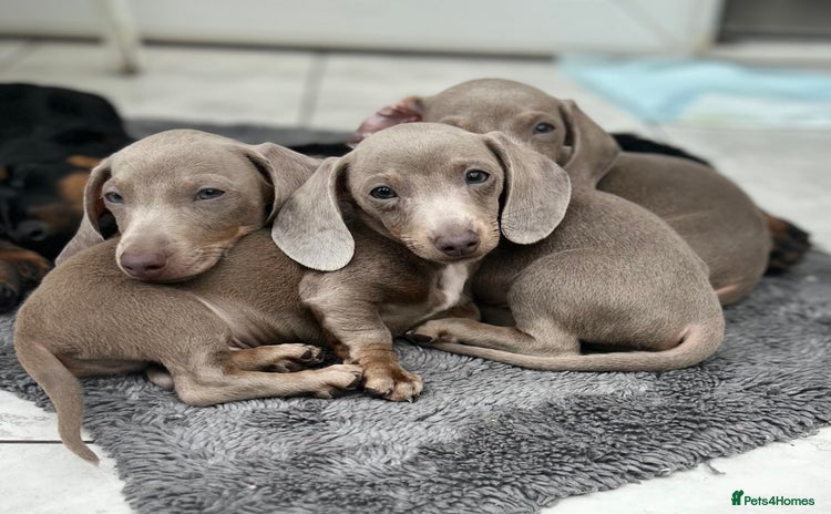 Dachshund dogs - Advert 9