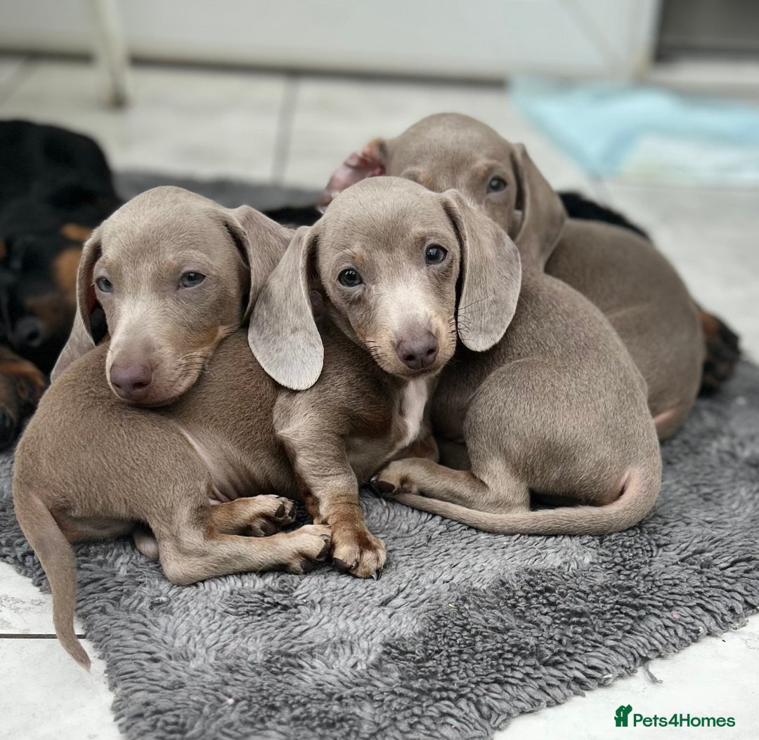 Dachshund dogs for sale: MINI DACHSHUND PUPPIES - Image 2