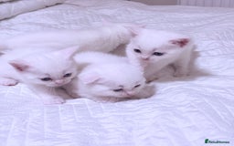 Scottish Fold cats for sale: Scottish fold & Scottish Straight for Sale  - Image 3