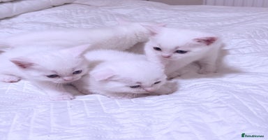 Scottish Fold cats - Advert 1