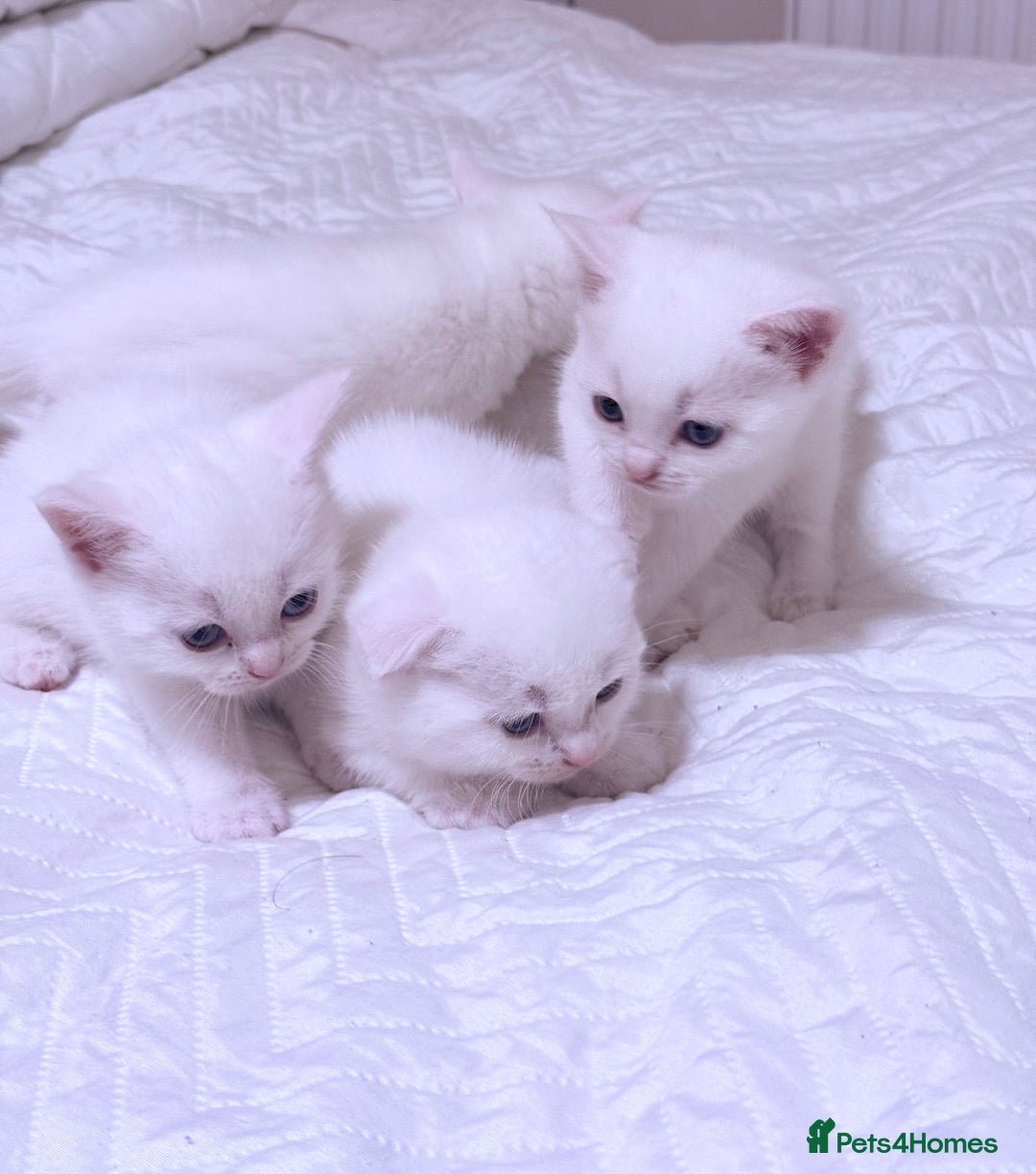 Scottish Fold cats for sale: Scottish fold & Scottish Straight for Sale  - Image 3