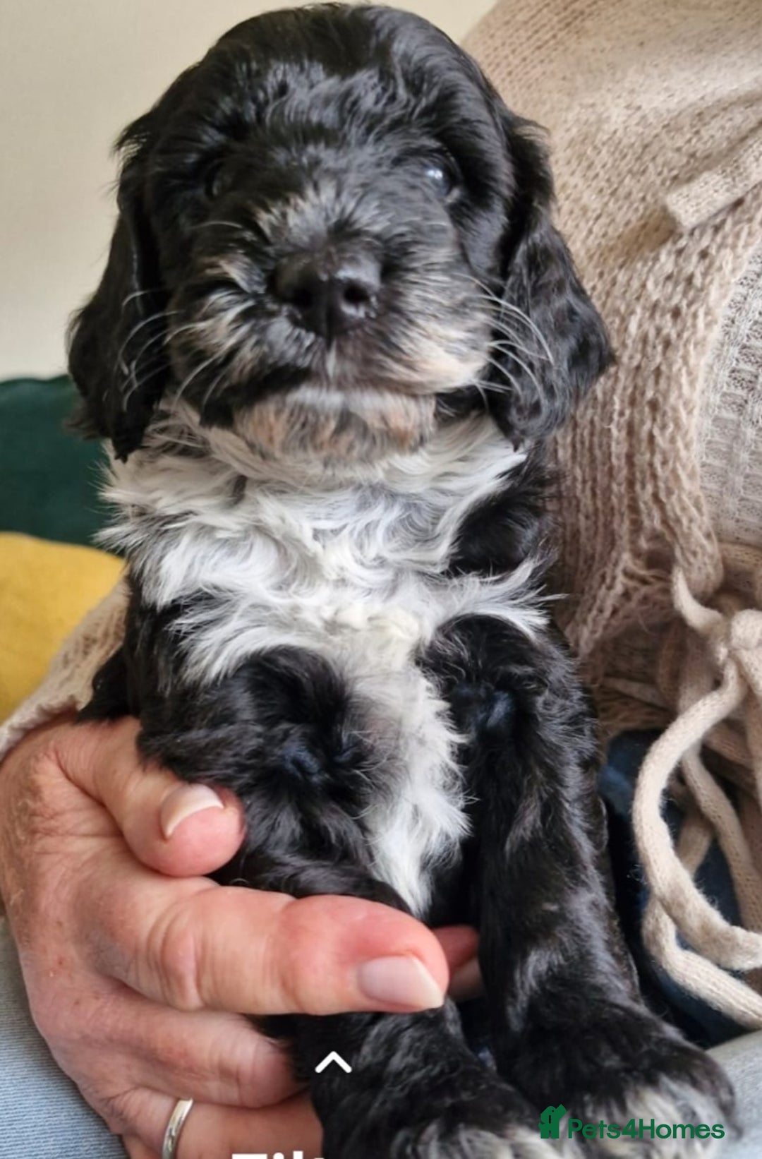 Cockapoo dogs for sale: Two coloured stunning Cockapoos available - Image 3