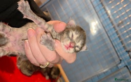 Maine Coon cats for sale: Tica maine coon kitten  - Advert 1