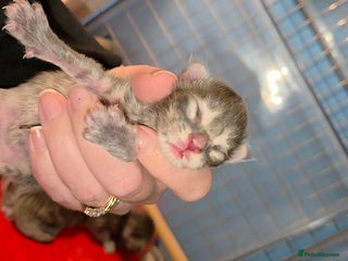 Maine Coon cats Tica maine coon kitten - Advert 3