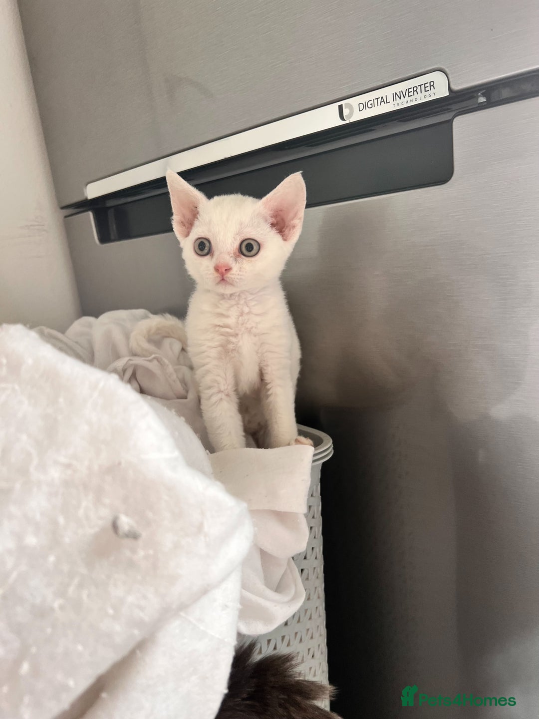Devon Rex cats for sale: Beautiful white girl ready 17th August  - Image 2