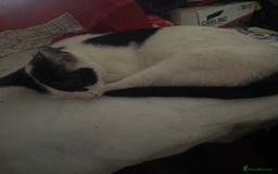 British Shorthair cats for sale: Butterfly  - Image 2