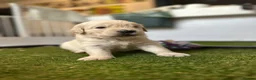Golden Retriever dogs for sale: Golden retrievers Puppies full health tested &  kc - Advert 9
