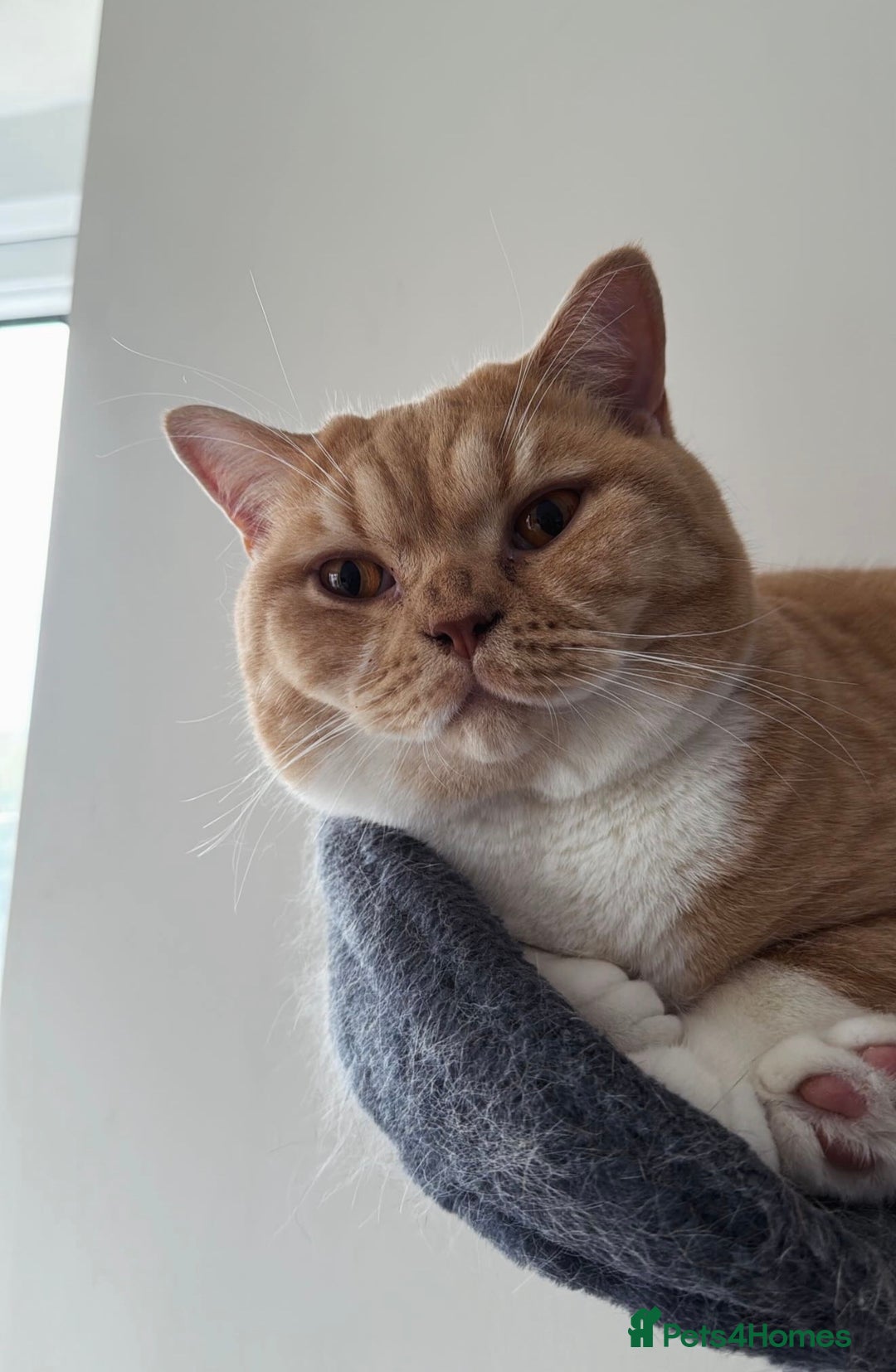 British Shorthair cats for sale: Beautiful British Shorthair Boy - Advert 3