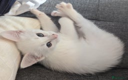 Domestic Shorthair cats for sale: Heartbreaking Rehome-18 month old Pure White Cat x - Image 31