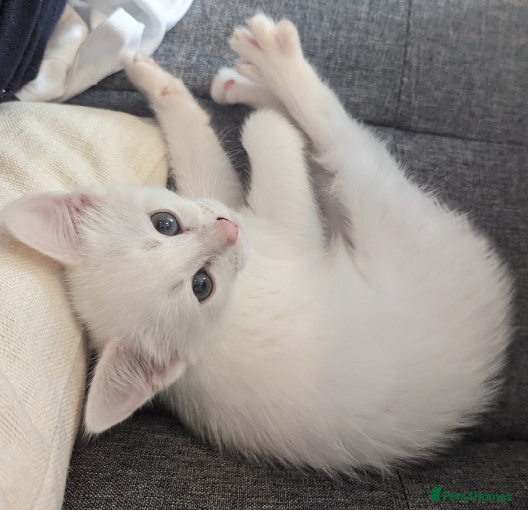 Domestic Shorthair cats for sale: Heartbreaking Rehome-18 month old Pure White Cat x - Image 31