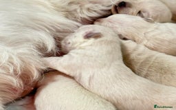 West Highland Terrier dogs for stud: Stud.. in Greenock - Image 15