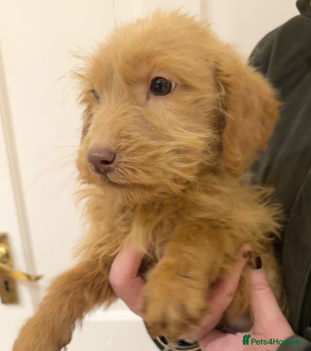 Labradoodle dogs for sale: 5* Fully Vaccinated Australian Labradoodle x Lab - Advert 15