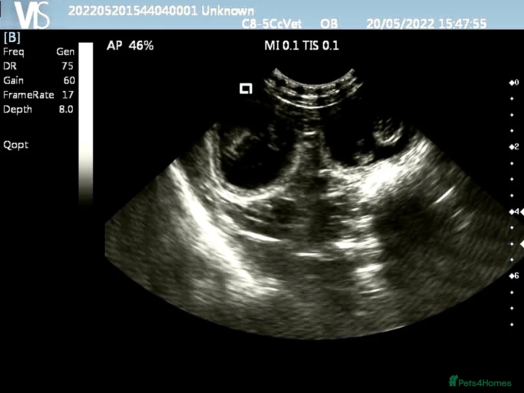 Poodle dogs for stud: Health tested KC chocolate Toy poodle stud  in Stevenage - Advert 14