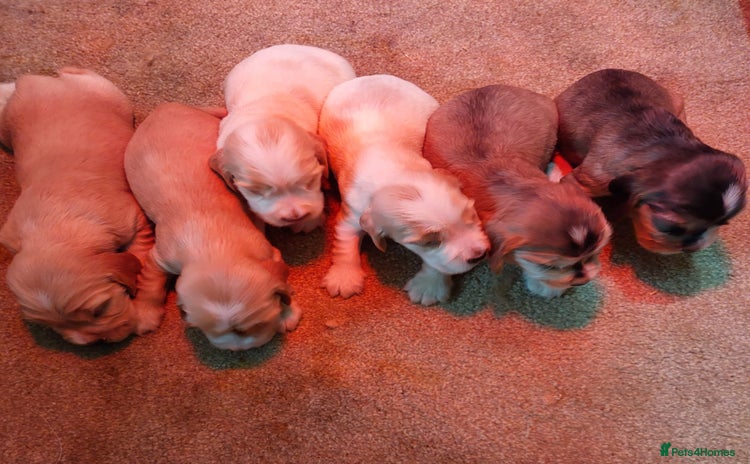 Cocker Spaniel dogs - Advert 1