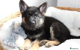 German Shepherd dogs for sale: Stunning Black & Gold kc.reg girl, health tested - Image 6