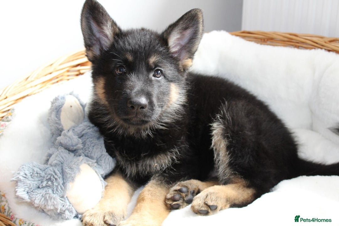 German Shepherd dogs for sale: Stunning Black & Gold kc.reg girl, health tested - Image 6