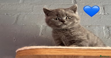 Scottish Fold cats - Advert 10