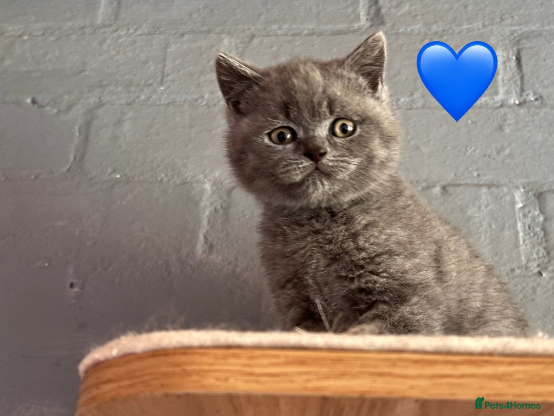 Scottish Fold cats for sale: Sale Scottish and Straight kittens 💗 - Image 2