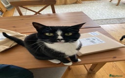 Mixed Breed cats for sale: Tuxedo girl kitty - friendly and playful - Image 5